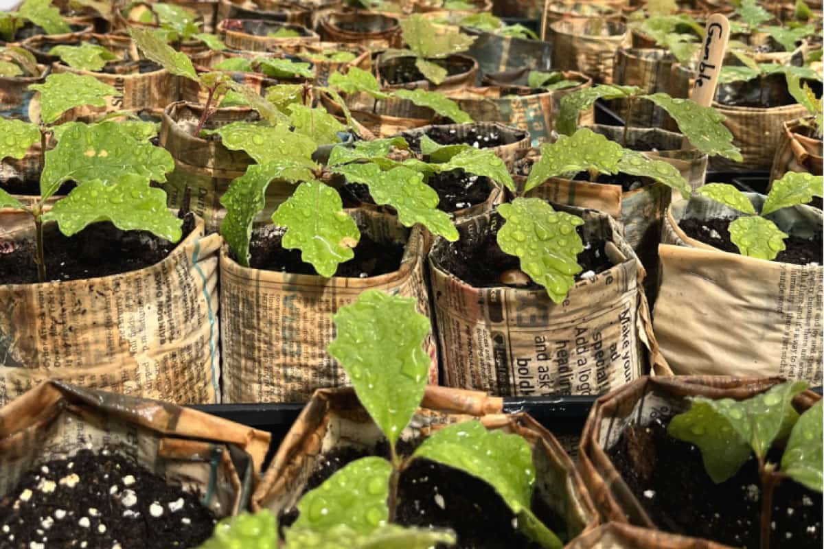 Group of tree seedlings for the San Juan College Arbor Day Tree Giveaway